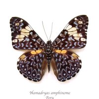 Echter Blauer Schmetterling Gerahmt Taxidermie - Hamadryas Amphinome von CuriousKingdomShop