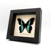 Echter Blauer Schmetterling Gerahmt Taxidermie - Papilio Bromius von CuriousKingdomShop