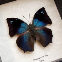 Echter Blauer Schmetterling Gerahmte Taxidermie - Anaea Arachne von CuriousKingdomShop