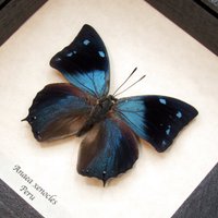 Echter Blauer Schmetterling Gerahmte Taxidermie - Anaea Xenocles von CuriousKingdomShop