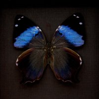 Echter Blauer Schmetterling Gerahmte Taxidermie - Prothoe Franck von CuriousKingdomShop