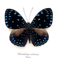 Echter Blauer Schmetterling Gerahmte Tierpräparation - Hamadryas Velutina von CuriousKingdomShop
