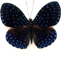 Echter Blauer Schmetterling in Form Einer Gerahmten Sternennacht - Hamadrückblume von CuriousKingdomShop