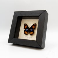 Echter Blauer Spot Stiefmütterchen Schmetterling Gerahmt Taxidermie - Junonia Westermanni von CuriousKingdomShop