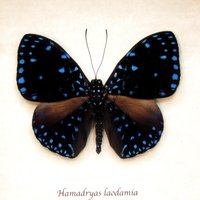 Echter Blauer Sternennacht Schmetterling Gerahmt Taxidermie - Hamadryas Laodamia von CuriousKingdomShop