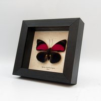 Echter Bürstenfuß Schmetterling Gerahmt Taxidermie - Bauernhof Claudina Lugens von CuriousKingdomShop