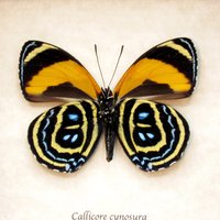 Echte Cynosura Achtundachtzig Schmetterling Gerahmte Präparate - Callicore Cynosura von CuriousKingdomShop