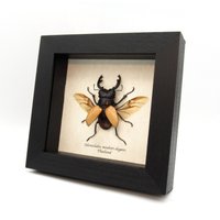 Echter Eingerahmter Hirschkäfer - Odontolabis Mouhoti Elegans von CuriousKingdomShop