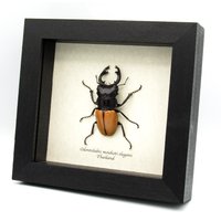 Echter Eingerahmter Hirschkäfer - Odontolabis Mouhoti Elegans von CuriousKingdomShop