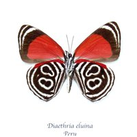 Echter Eluina Achtundachtzig Gerahmter Schmetterling - Diaethria Eluina von CuriousKingdomShop