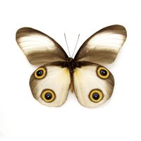 Echter Eule Schmetterling Gerahmter Präparator - Taenaris Artemis Lichtform von CuriousKingdomShop