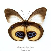 Echter Eulen Schmetterling Gerahmt Taxidermie - Taenaris Bioculatus von CuriousKingdomShop