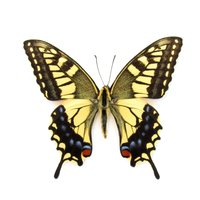 Echter Gelber Old World Ritterfalter Schmetterling - Papilio Machaon Hippocrates von CuriousKingdomShop