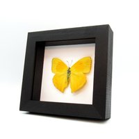 Echter Gelber Schmetterling Gerahmter - Phoebis Rurina von CuriousKingdomShop