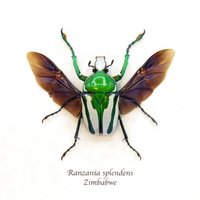 Echter Gerahmter Blumenkäfer - Ranzania Splendens Echter Gerahmter Blumenkäfer - Ranzania Splendens von CuriousKingdomShop