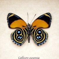Echter Gerahmter Eunomia Achtundachtziger Schmetterling - Callicore Eunomia von CuriousKingdomShop