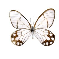 Echter Glasflügel-Schmetterling Gerahmt - Haetera Hypaesia von CuriousKingdomShop