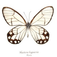 Echter Glasflügel-Schmetterling Gerahmt - Haetera Hypaesia von CuriousKingdomShop