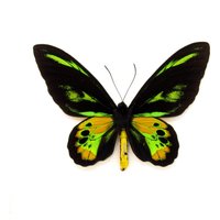 Echter Golden Birdwing Schmetterling Gerahmt Tierpräparation - Ornithoptera Rothschildi von CuriousKingdomShop