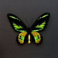 Echter Golden Birdwing Schmetterling Gerahmt Tierpräparation - Ornithoptera Rothschildi von CuriousKingdomShop