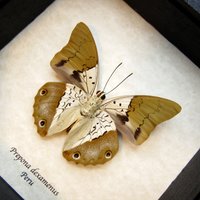 Echter Goldener Brush-Footed Schmetterling Gerahmte Taxidermie - Prepona Dexamenus von CuriousKingdomShop