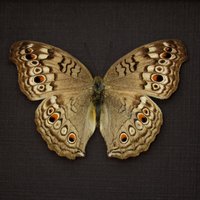 Echter Grauer Stiefmütterchen Schmetterling Gerahmt Taxidermie - Junonia Atlithe von CuriousKingdomShop