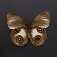 Echter Großer Eule Schmetterling Gerahmter Präparator - Taenaris Urania Lichtform von CuriousKingdomShop