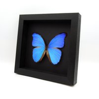 Echter Großer Metallic-Blauer Morpho Eingerahmter Präparator Schmetterling - Didius von CuriousKingdomShop