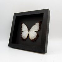 Echter Großer Weißer Schmetterling Gerahmt Taxidermie - Morpho Theseus Juturna von CuriousKingdomShop