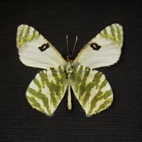 Echter Grün Gestreifter Weißer Schmetterling Gerahmte Taxidermie - Euchloe Belemia von CuriousKingdomShop