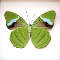 Echter Grüner Olivenflügel Schmetterling Gerahmt Taxidermie - Nessaea Hewitsoni von CuriousKingdomShop