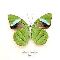 Echter Olivewing Schmetterling Gerahmtes Tier - Nessaea Hewitsoni von CuriousKingdomShop