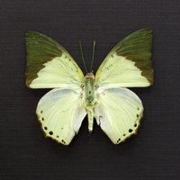 Echter Grüner Schmetterling Gerahmt Tierpräparation - Charaxes Eupale von CuriousKingdomShop