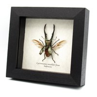 Echter Hirschkäfer Gerahmte Taxidermie - Cyclommatus Metallifer Finae von CuriousKingdomShop