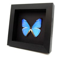 Echter Irisierender Blauer Gerahmter Schmetterling - Morpho Zephyritis von CuriousKingdomShop