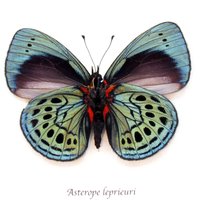 Echter Irisierender Blauer Leprieurs Pracht Schmetterling Gerahmte Taxidermie - Asterope Leprieuri von CuriousKingdomShop