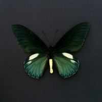 Echter Irisierender Grüner Belus Schmetterling Gerahmter - Battus Belus von CuriousKingdomShop