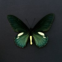 Echter Irisierender Grüner Belus Schmetterling Gerahmter - Battus Belus von CuriousKingdomShop