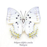Echter Juwel Nawab Schmetterling Gerahmte Präparator - Polyura Delphis Concha von CuriousKingdomShop
