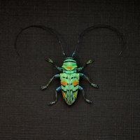 Echter Kleiner Grüner Longhornkäfer Gerahmt Taxidermie - Sternotomis Callais Rufomaculata von CuriousKingdomShop