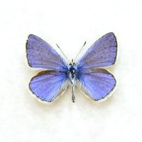 Echter Kleiner Lila Schmetterling Eingerahmt - Polyommatus Icarus von CuriousKingdomShop