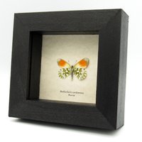 Echter Klitzekleiner Schmetterling in Orangenfalter-Form - Anthocharis Cardamines von CuriousKingdomShop