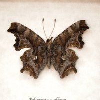 Echter Komma Schmetterling Gerahmte Taxidermie - Polygonia C-Album von CuriousKingdomShop