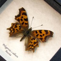 Echter Komma Schmetterling Gerahmte Taxidermie - Polygonia C-Album von CuriousKingdomShop