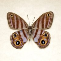 Echter Lavendel Metallmark Schmetterling Gerahmt Taxidermie - Euptychia Chloris von CuriousKingdomShop