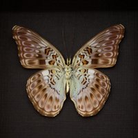 Echter Lavendel Schmetterling Gerahmt Taxidermie - Moduza Lycone Kojimai von CuriousKingdomShop