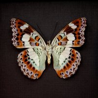 Echter Lavendel Schmetterling Gerahmt Taxidermie - Moduza Nuydai Hyugai von CuriousKingdomShop