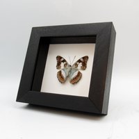 Echter Lavendel Schmetterling Gerahmt Taxidermie - Moduza Procris von CuriousKingdomShop