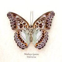 Echter Lavendel Schmetterling Gerahmt Tierpräparation - Moduza Lymire von CuriousKingdomShop