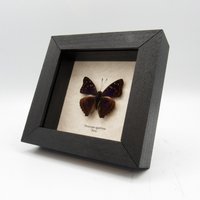 Echter Lila Agathina Kaiser Schmetterling Gerahmt Taxidermie - Doxocopa Agathina von CuriousKingdomShop